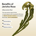Close up of the Jericho Rose plant highlighting its antioxidant and moisturizing benefits.