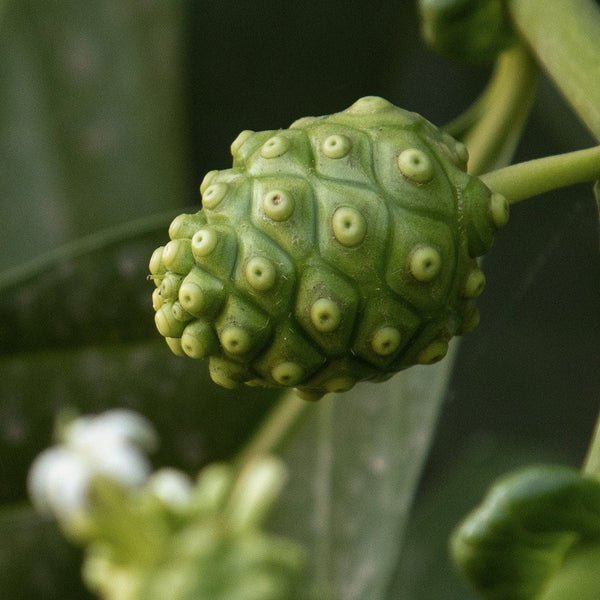 Buy Celimax The Real Noni Moisture Balancing Toner 150ml Online in Saudi Arabia - YASHIE SA