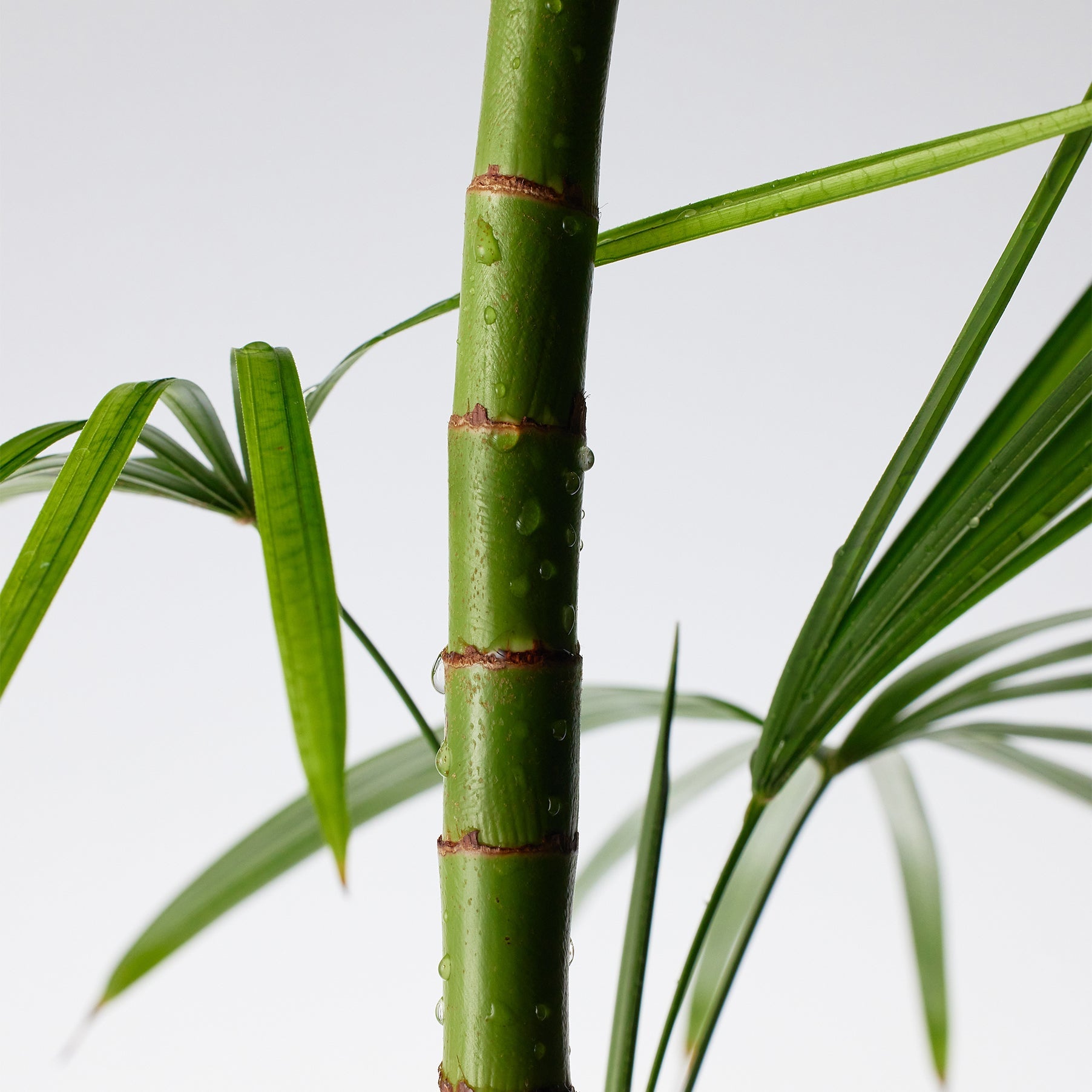 Buy Purito Mighty Bamboo Panthenol Cream 100ml Online in Saudi Arabia - YASHIE SA