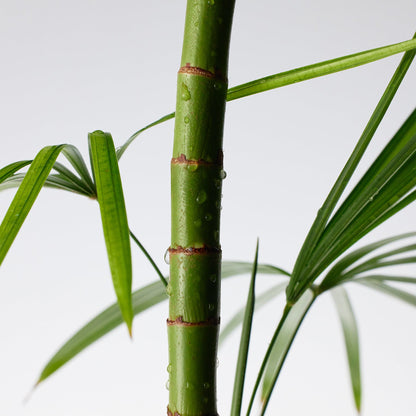 Buy Purito Mighty Bamboo Panthenol Cream 100ml Online in Saudi Arabia - YASHIE SA