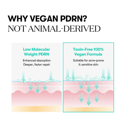 Infographic showing deep absorption of low molecular weight vegan PDRN.